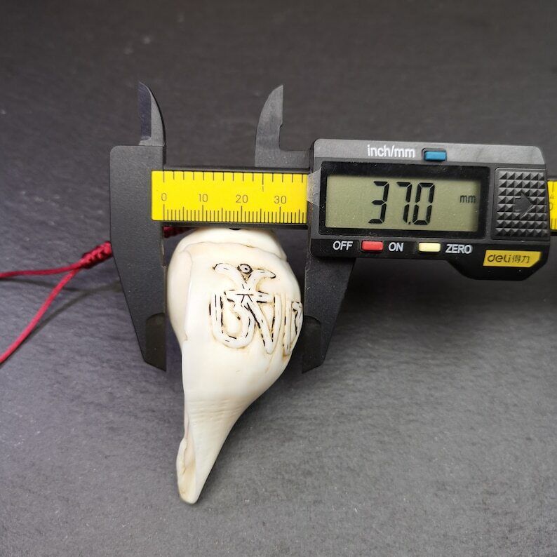 White Conch Shankha 3.31"×1.69" Gandhanra-ART