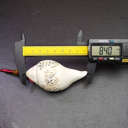 White Conch Shankha 3.31"×1.69" Gandhanra-ART