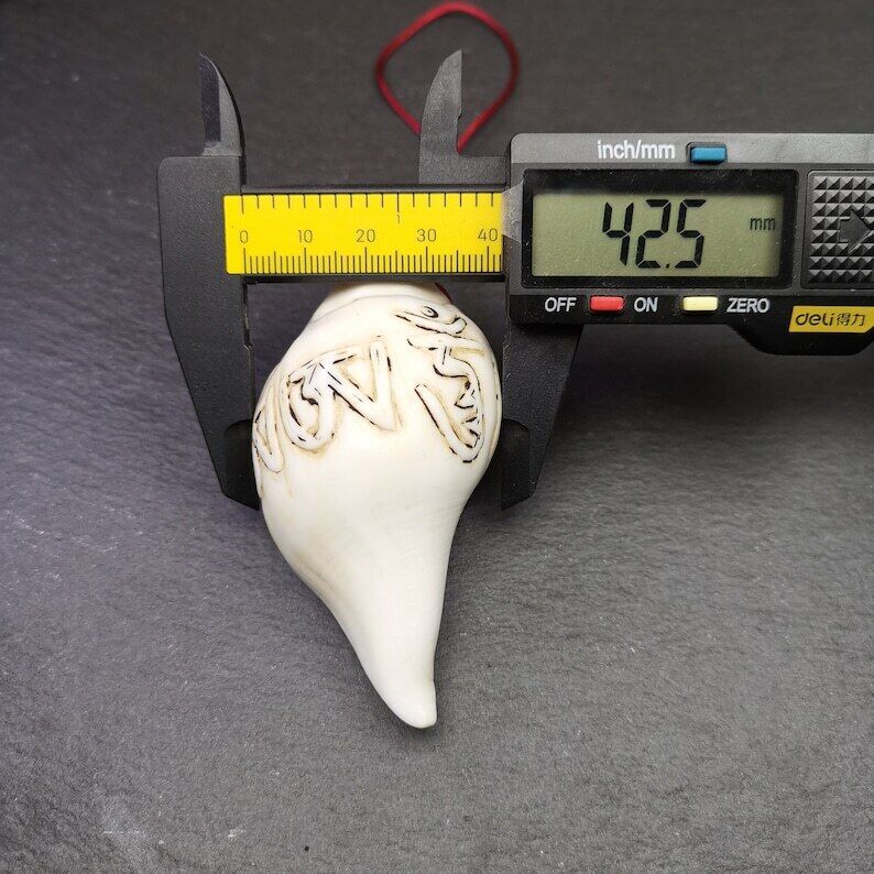 White Conch Shankha 3.31"×1.69" Gandhanra-ART