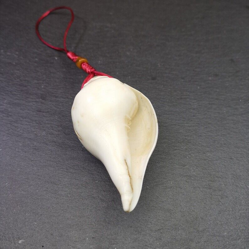 White Conch Shankha 3.31"×1.69" Gandhanra-ART